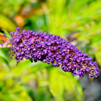 Buddleja davidii Empire Blue - Schmetterlingsflieder - Schmetterlingsstrauch - Buddleja