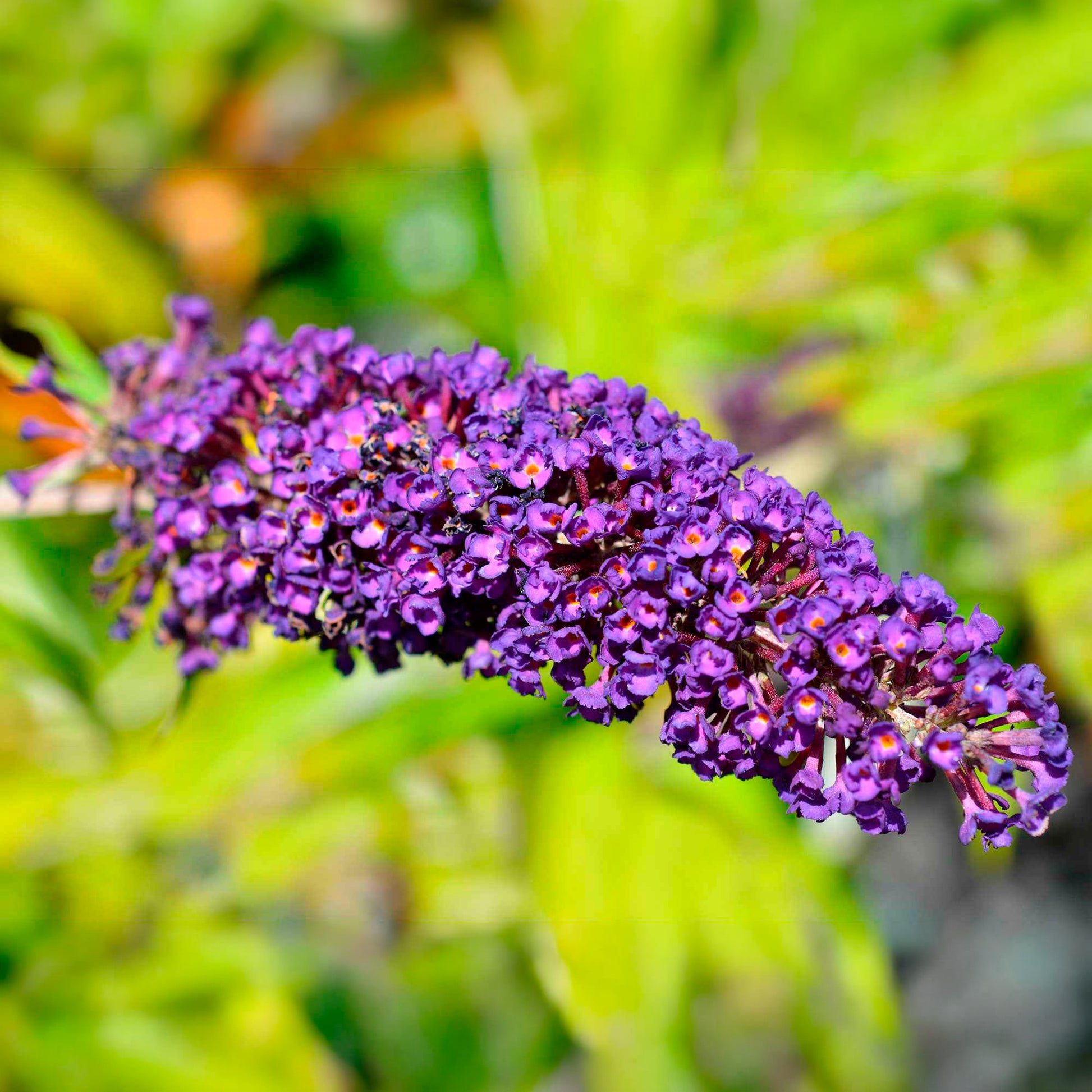 Buddleja davidii Empire Blue - Schmetterlingsflieder - Schmetterlingsstrauch - Buddleja