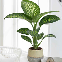 Dieffenbachie 'Tropic Snow' - Dieffenbachia Tropic Snow - Bakker