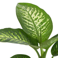 Dieffenbachia Tropic Snow - Dieffenbachie 'Tropic Snow' - Dieffenbachia - Dieffenbachie