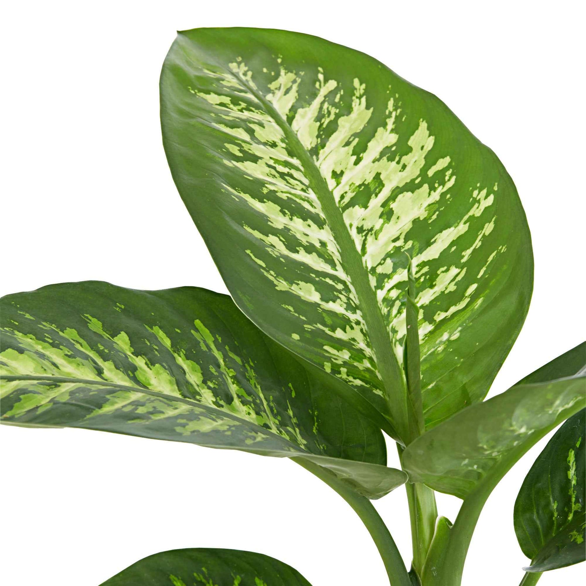 Dieffenbachia Tropic Snow - Dieffenbachie 'Tropic Snow' - Dieffenbachia - Dieffenbachie