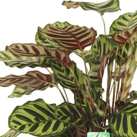 Calathea - Korbmarante 'Makoyana' - Calathea makoyana