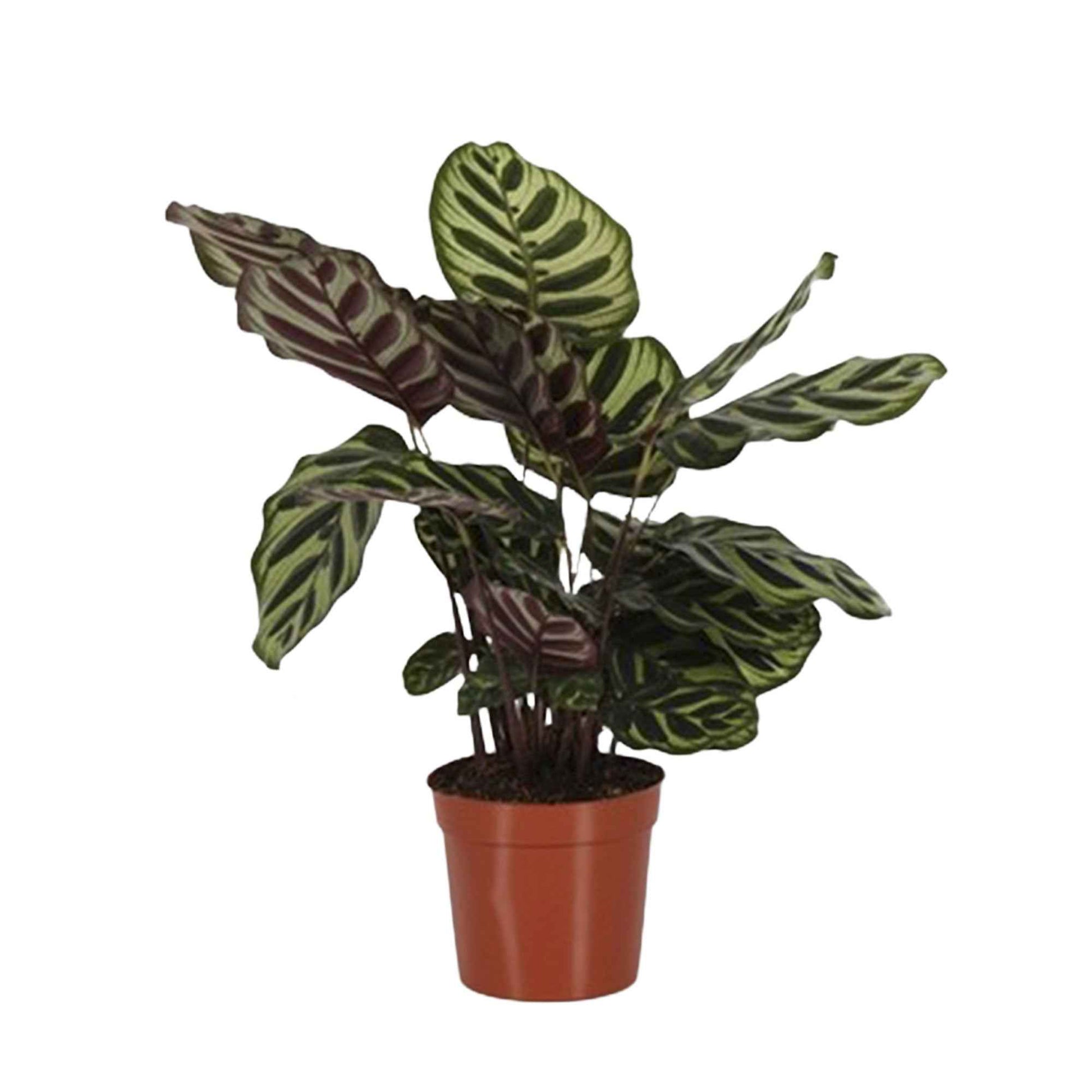 Calathea makoyana - Korbmarante 'Makoyana' - Calathea