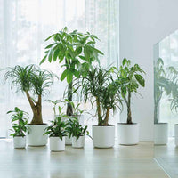 Elho Blumentopf B.for soft rund weiß -  - Bakker