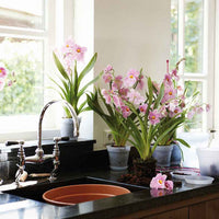 Elho Orchideentopf - Bakker