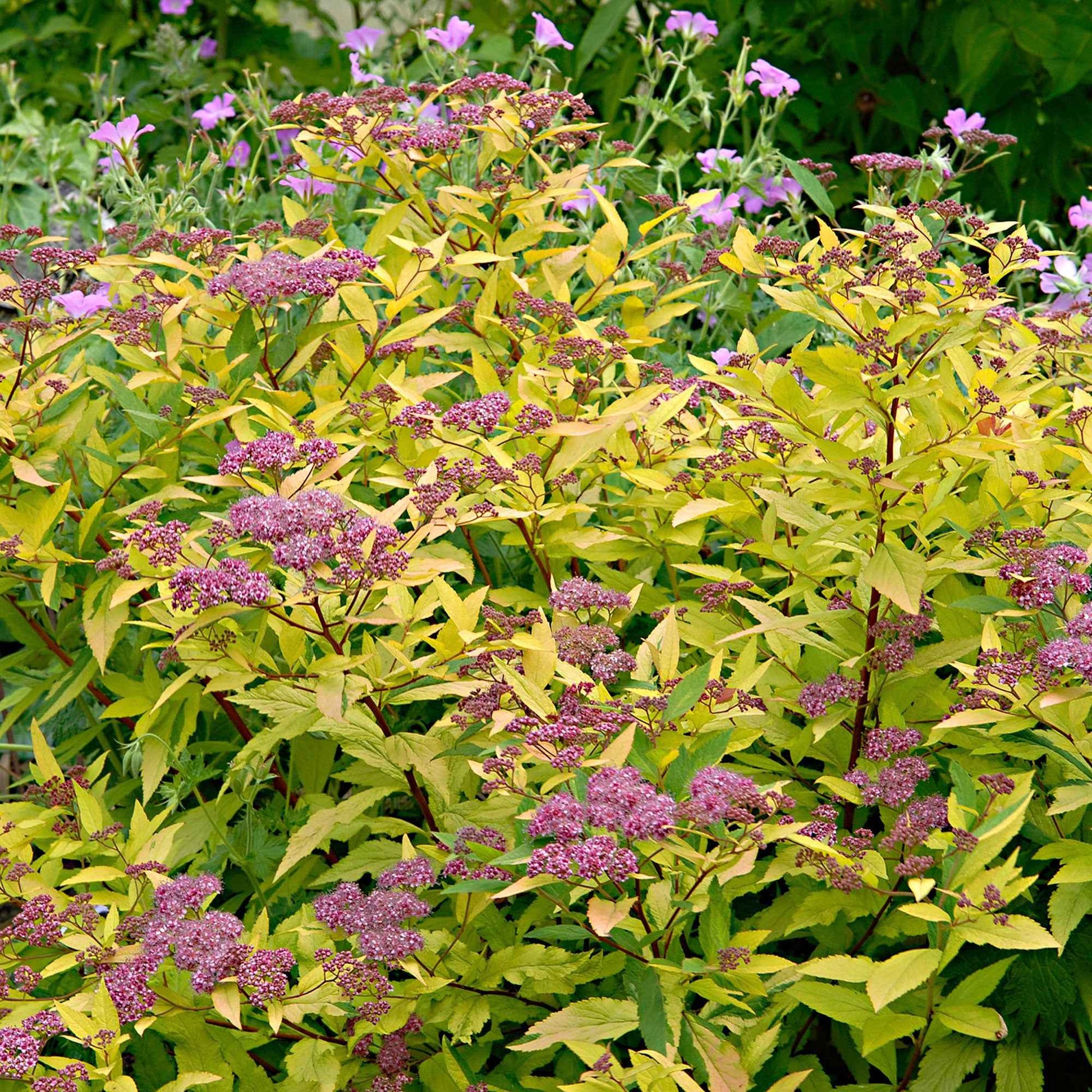 Spierstrauch 'Goldflame' - Spiraea japonica goldflame - Bakker