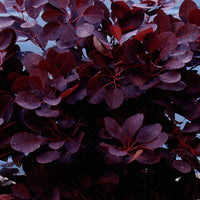 Perückenstrauch Cotinus 'Royal Purple' - Cotinus coggygria royal purple - Bakker