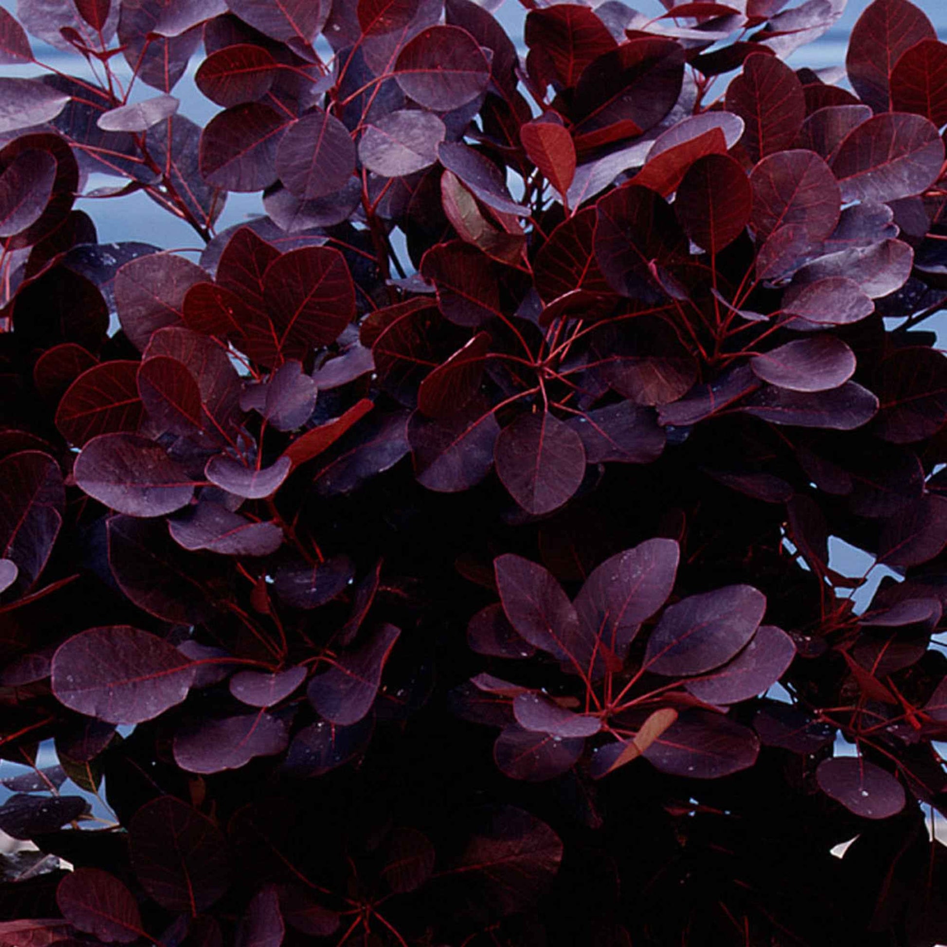Perückenstrauch Cotinus 'Royal Purple' - Cotinus coggygria royal purple - Bakker