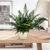 Korea-Schildfarn - Polystichum tsussimense - Bakker