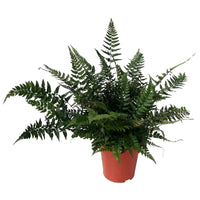 Polystichum tsussimense - Korea-Schildfarn - Farne