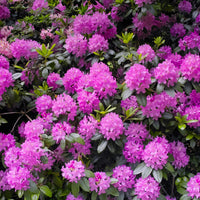 Alpenrose 'Roseum Elegans' - Rhododendron roseum Elegans - Bakker