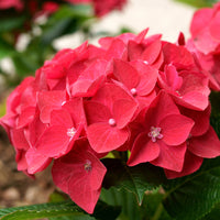 Hortensie rot 'Alpenglühen' - Bakker