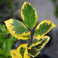 Stechpalme 'Golden King' - Bakker