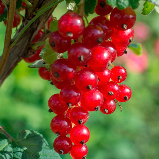 Rote Johannisbeere ‘Jonkheer van Tets’ - Bakker