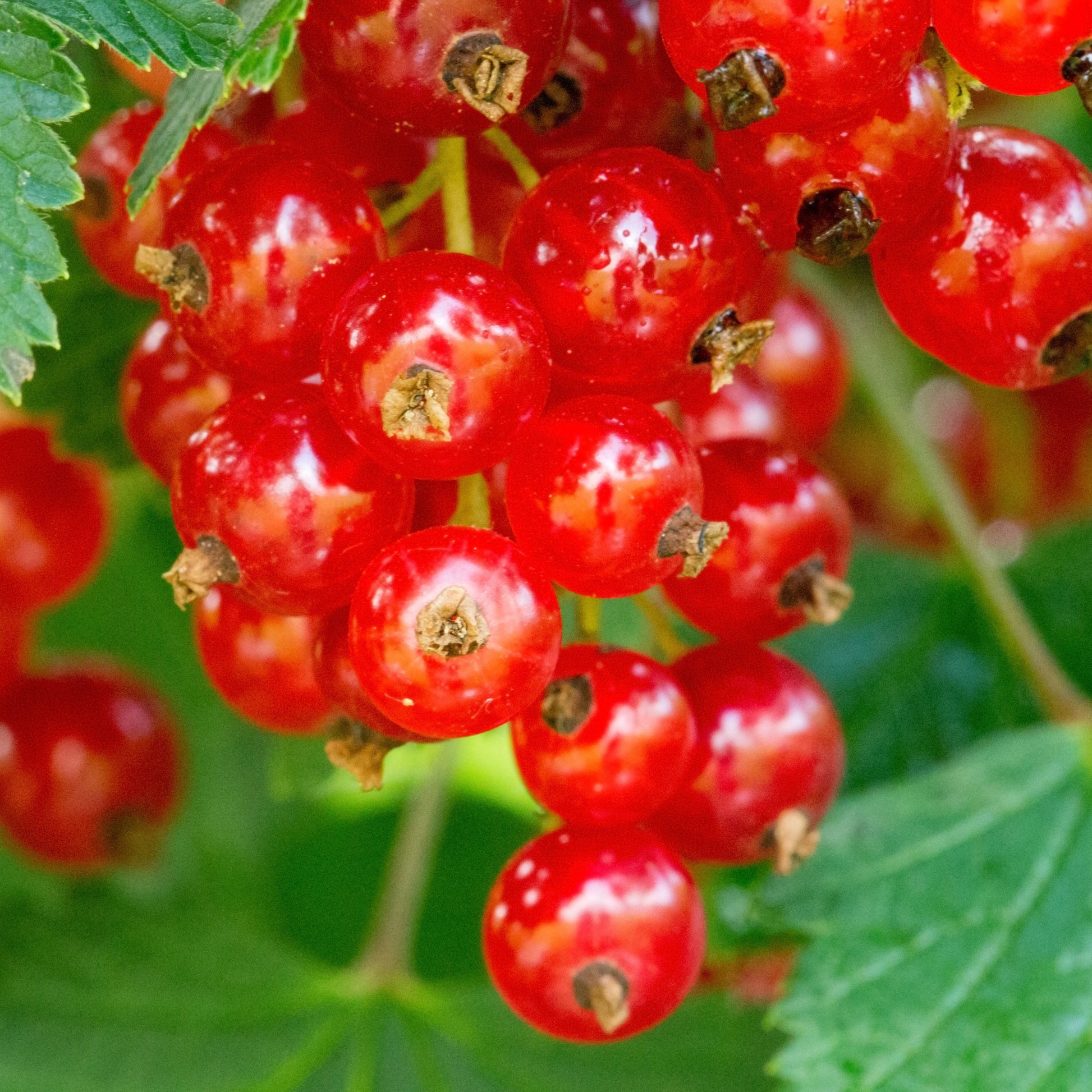 Johannisbeeren - Rote Johannisbeere ‘Jonkheer van Tets’ - Ribus rubrum Jonkheer Van Tets