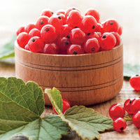 Ribus rubrum Jonkheer Van Tets - Rote Johannisbeere ‘Jonkheer van Tets’ - Johannisbeeren