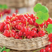 Verkauf Rote Johannisbeere ‘Jonkheer van Tets’ - Ribus rubrum Jonkheer Van Tets
