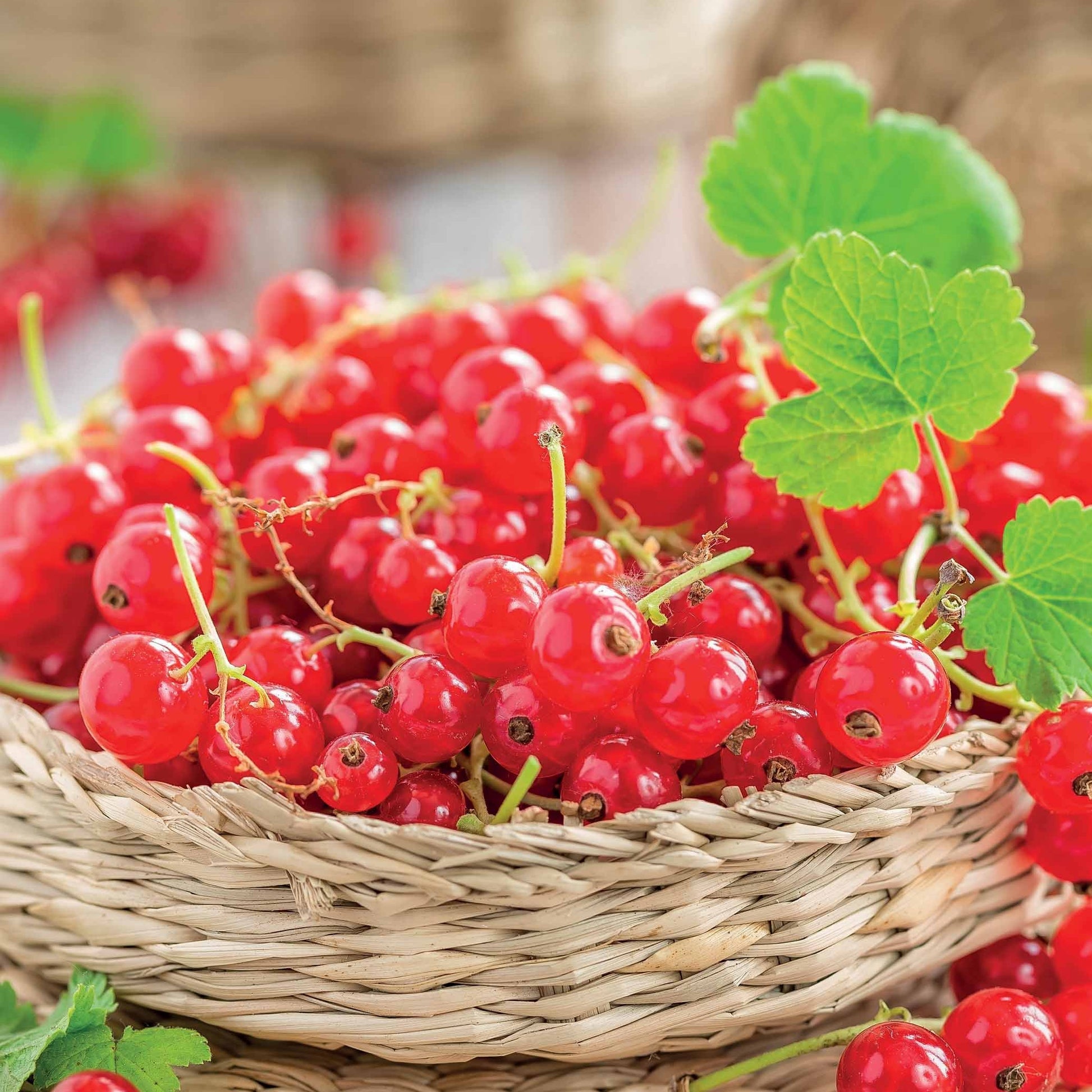 Verkauf Rote Johannisbeere ‘Jonkheer van Tets’ - Ribus rubrum Jonkheer Van Tets