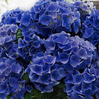Bauernhortensie 'Blue Boogie Woogie' - Hydrangea macrophylla 'blue boogie woogie' - Bakker