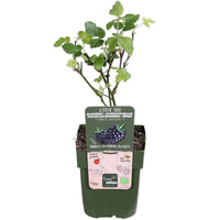 Dornenlose Brombeere 'Black Satin' - Rubus fruticosus 'Black Satin' - Bakker