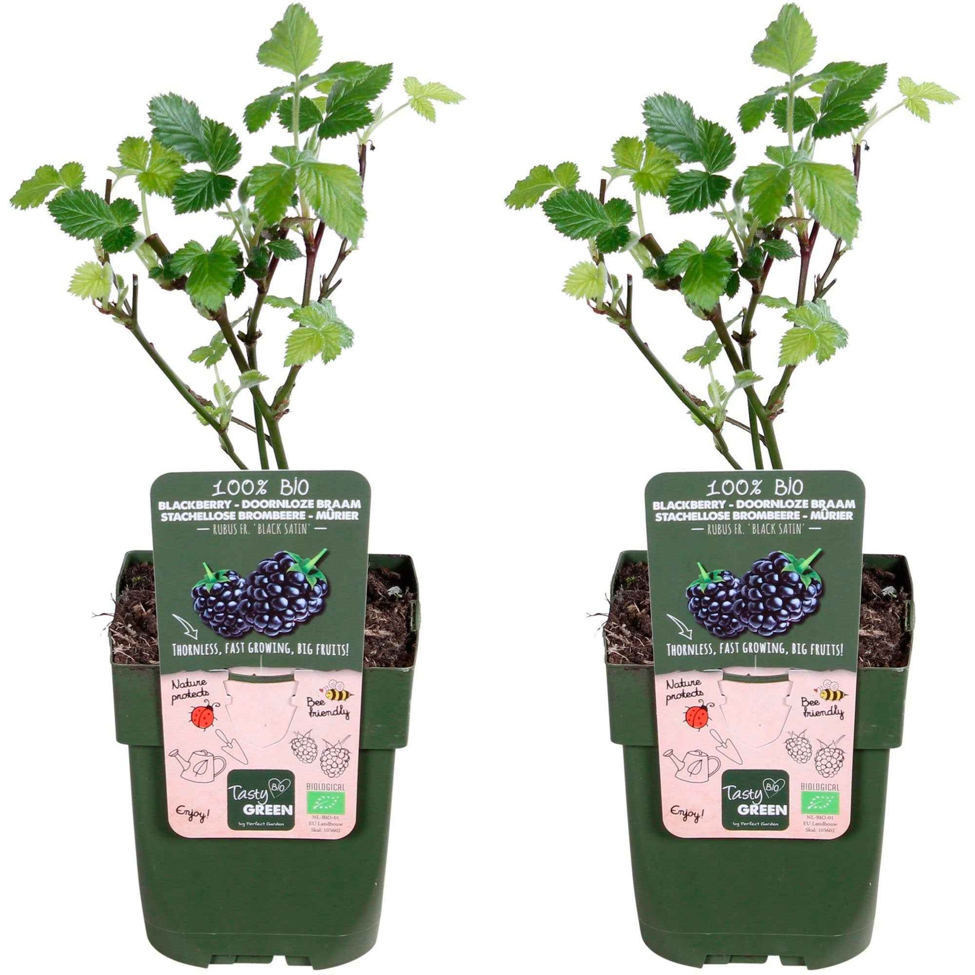 Rubus fruticosus 'Black Satin' - Dornenlose Brombeere 'Black Satin' - Maulbeerbaum