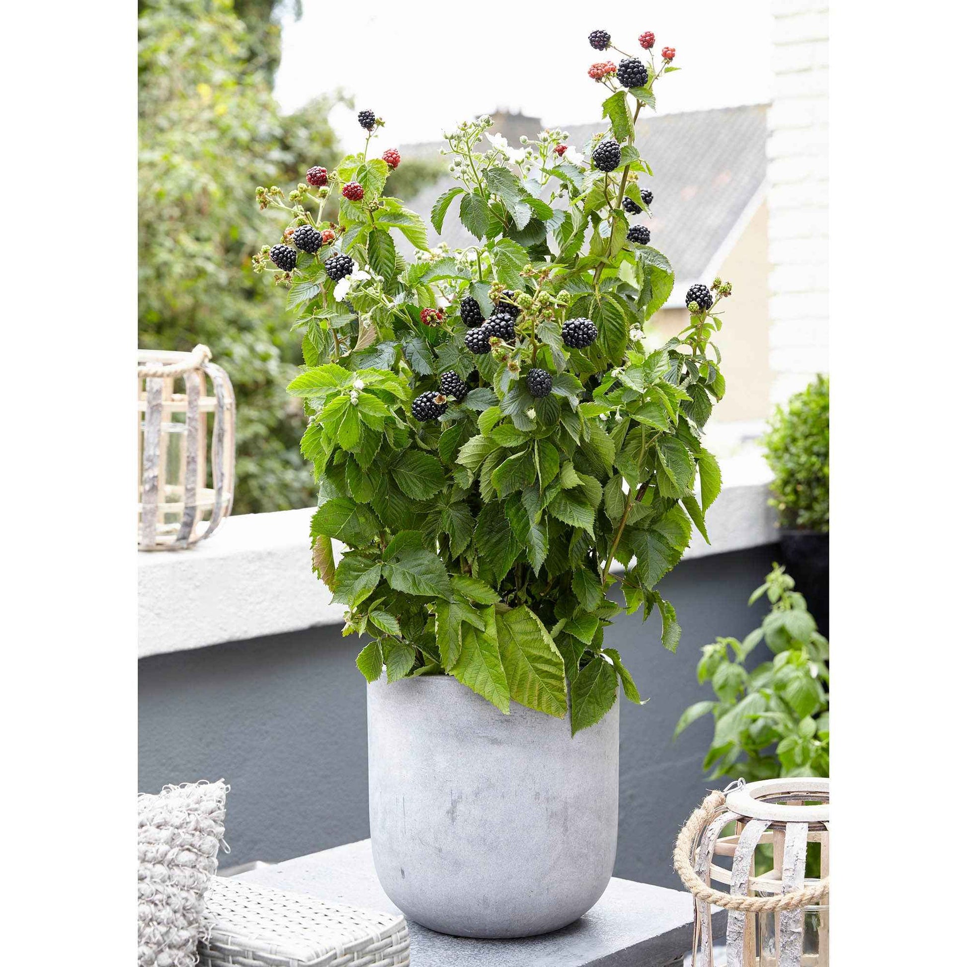 Zwerg-Brombeere 'Little Black Prince' - Bakker