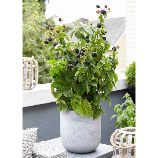 Zwerg-Brombeere 'Little Black Prince' - Bakker