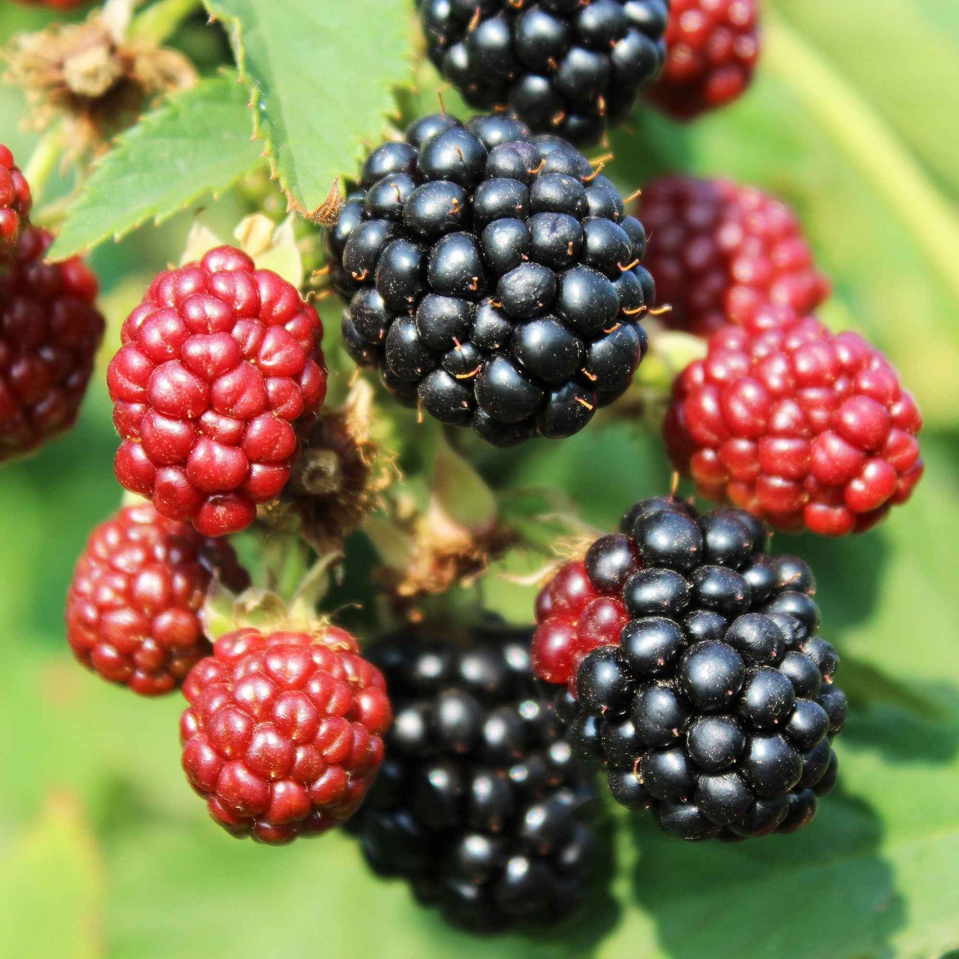 Zwerg-Brombeere 'Little Black Prince' - Rubus fruticosus 'Little Black Prince' - Bakker