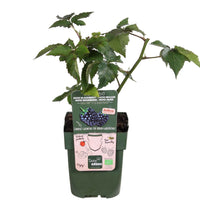Rubus fruticosus 'Little Black Prince' - Zwerg-Brombeere 'Little Black Prince' - Maulbeerbaum