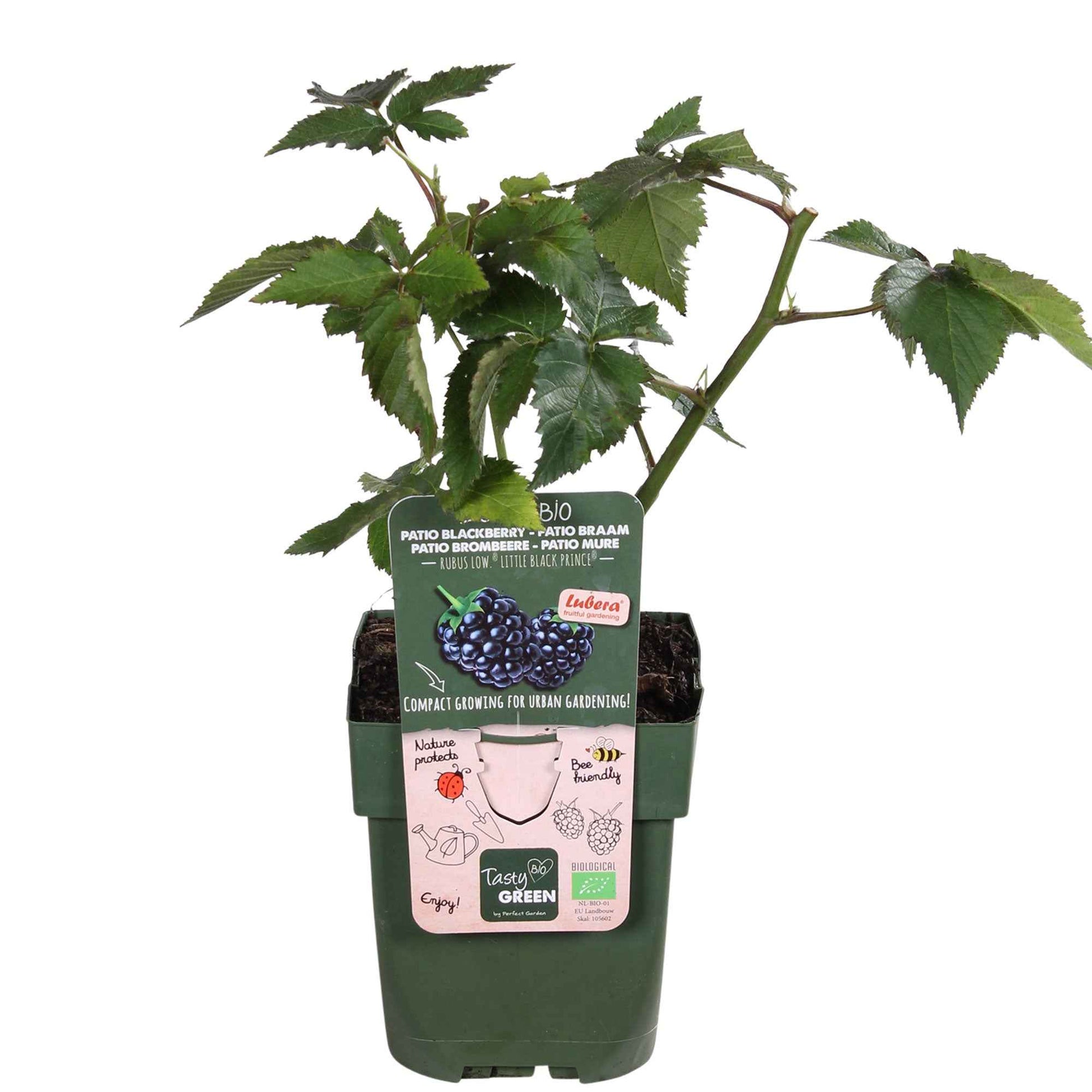Rubus fruticosus 'Little Black Prince' - Zwerg-Brombeere 'Little Black Prince' - Maulbeerbaum