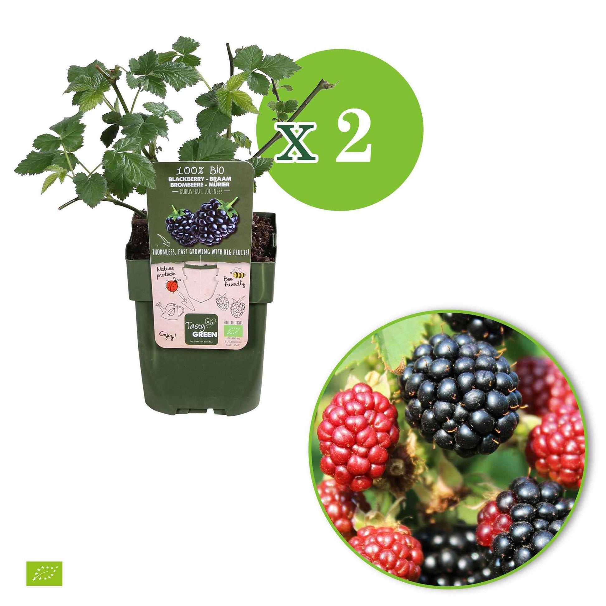 Maulbeerbaum - Zwerg-Brombeere 'Little Black Prince' - Rubus fruticosus 'Little Black Prince'