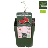 Taybeere 'Tayberry' - Rubus 'tayberry' - Bakker