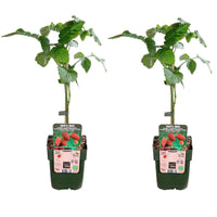 Rubus 'tayberry' - Taybeere 'Tayberry' - Sträucher