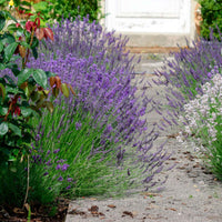 Lavendel-Kollektion 'Ardèche' (x3) - Bakker