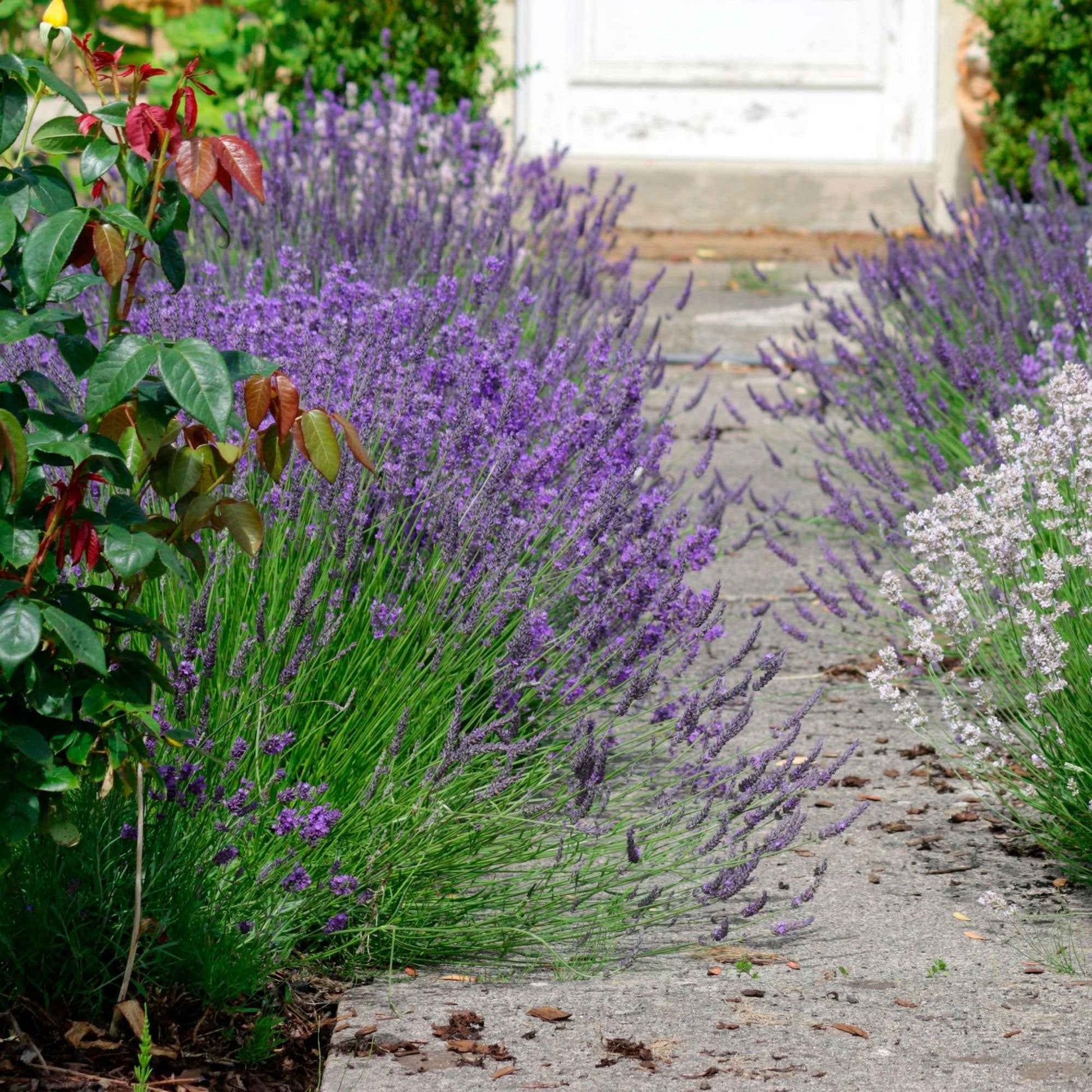 Lavendel-Kollektion 'Ardèche' (x3) - Bakker