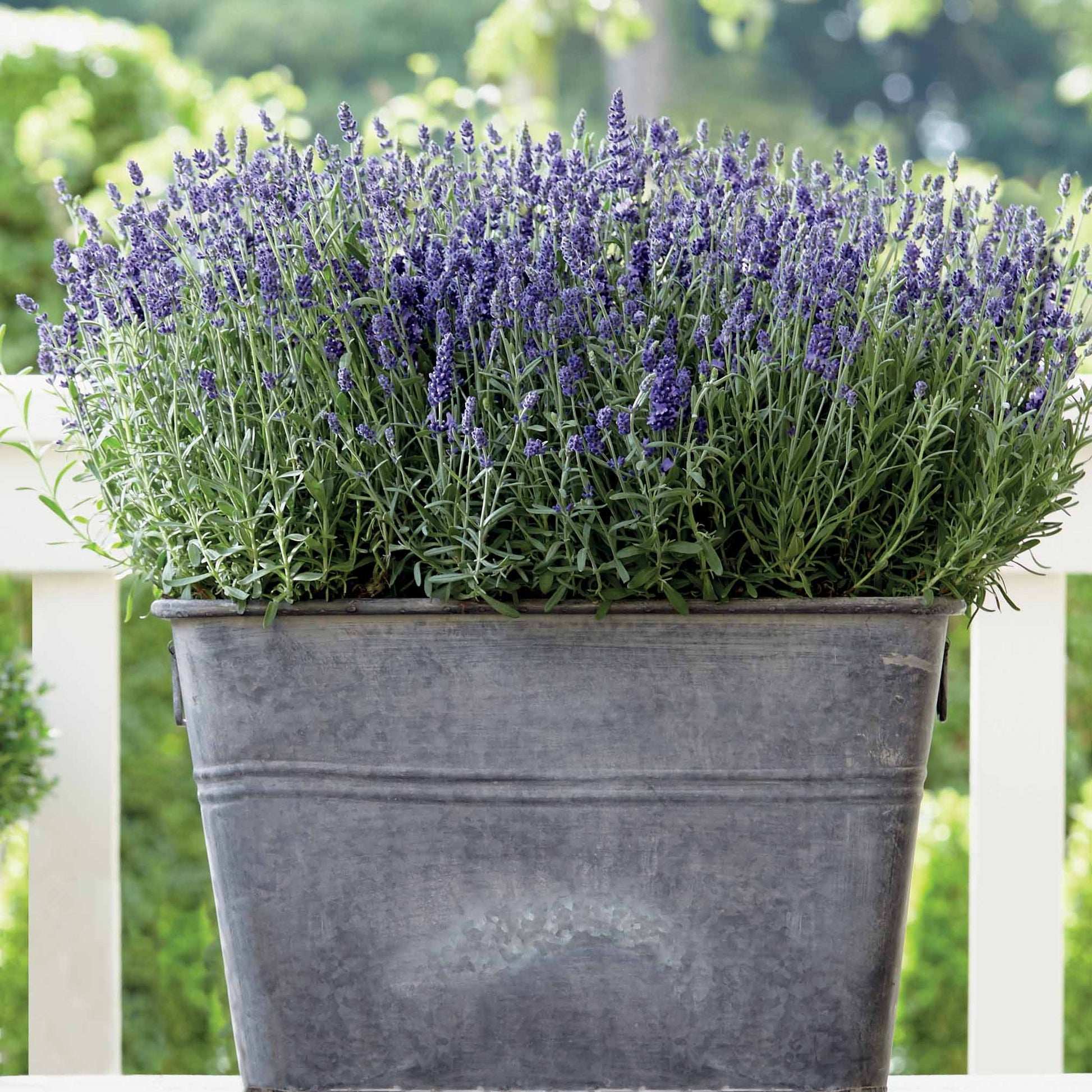 Lavendel-Kollektion 'Ardèche' (x3) - Lavandula angustifolia ardeche - Bakker