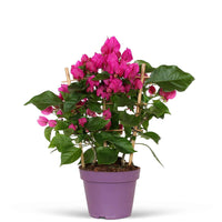 Bougainvillea - Bougainvillea ‘Vera Deep Purple’ - Bougainvillea spectabilis 'vera deep purple'