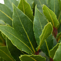 Lorbeerstrauch (Laurus nobilis) - Winterhart - Laurus nobilis - Bakker