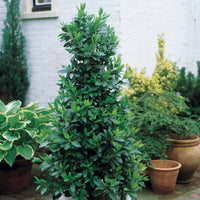 Lorbeerbäume - Laurus Nobilis - Lorbeerstrauch (Laurus nobilis) - Winterhart - Laurus nobilis
