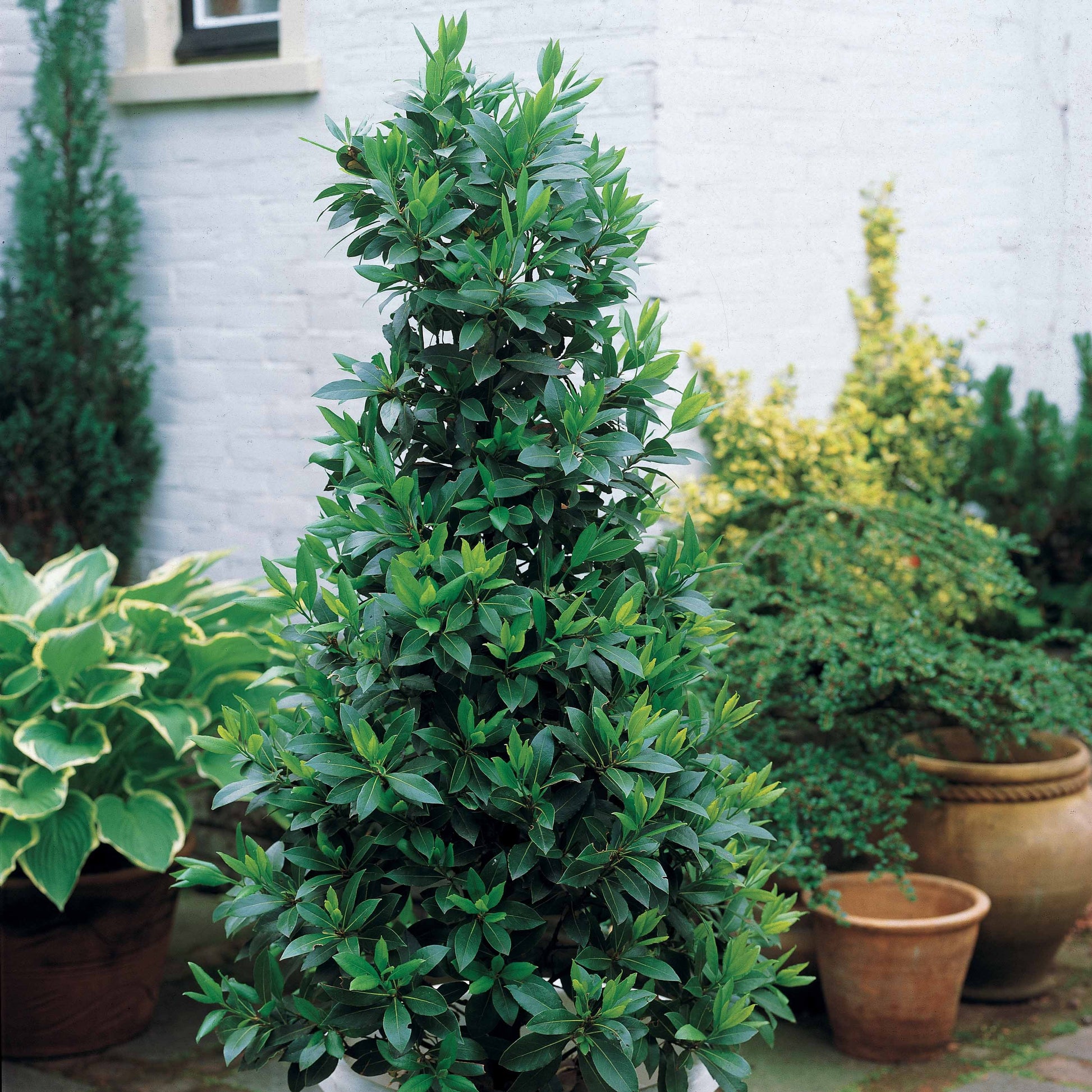 Lorbeerbäume - Laurus Nobilis - Lorbeerstrauch (Laurus nobilis) - Winterhart - Laurus nobilis