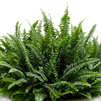 Nephrolepis exaltata 'Green Lady' - Schwertfarn Nephrolepis 'Green Lady' - Zimmerpflanzen