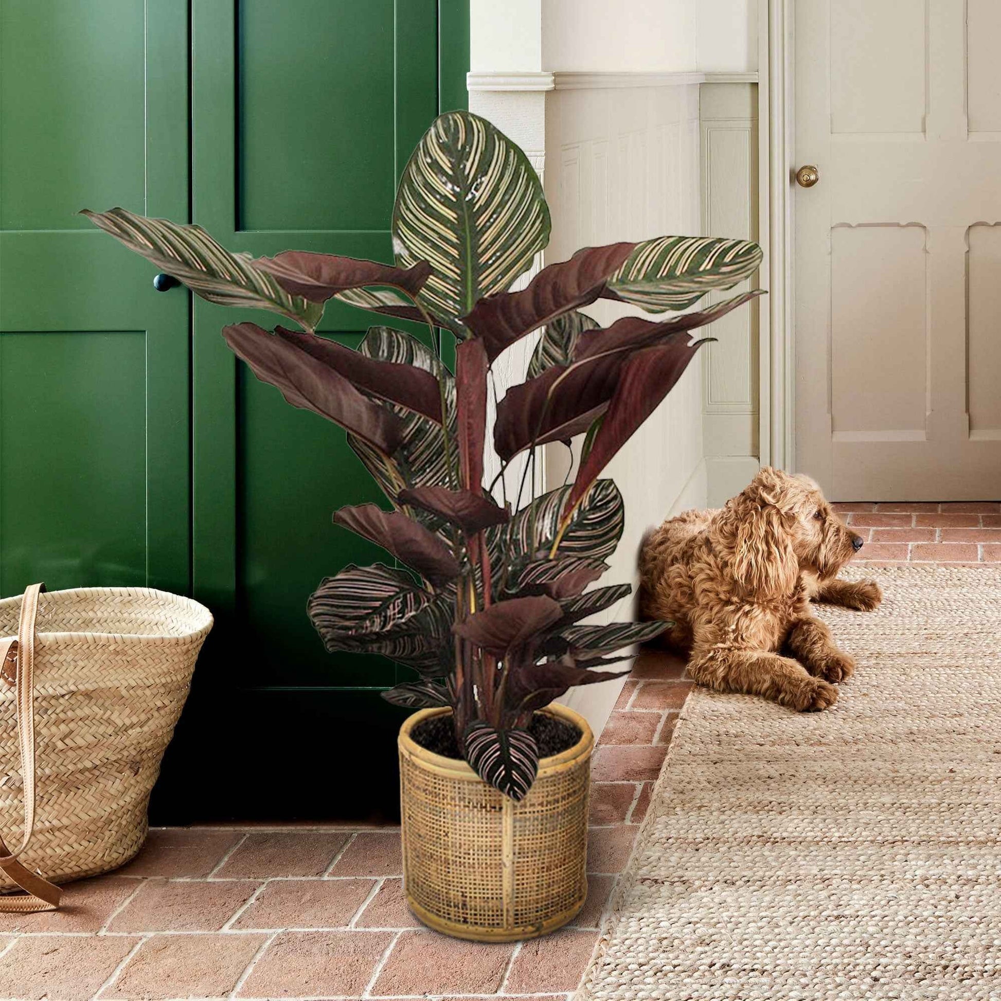 Korbmarante 'Ornata' XL - Calathea ornata - Bakker