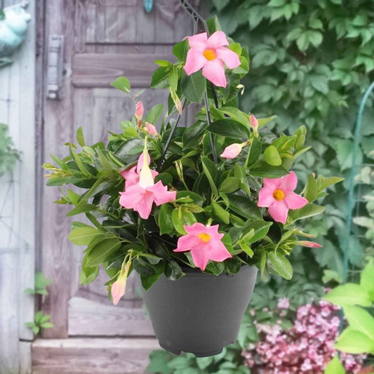 Dipladenia rosa - Bakker