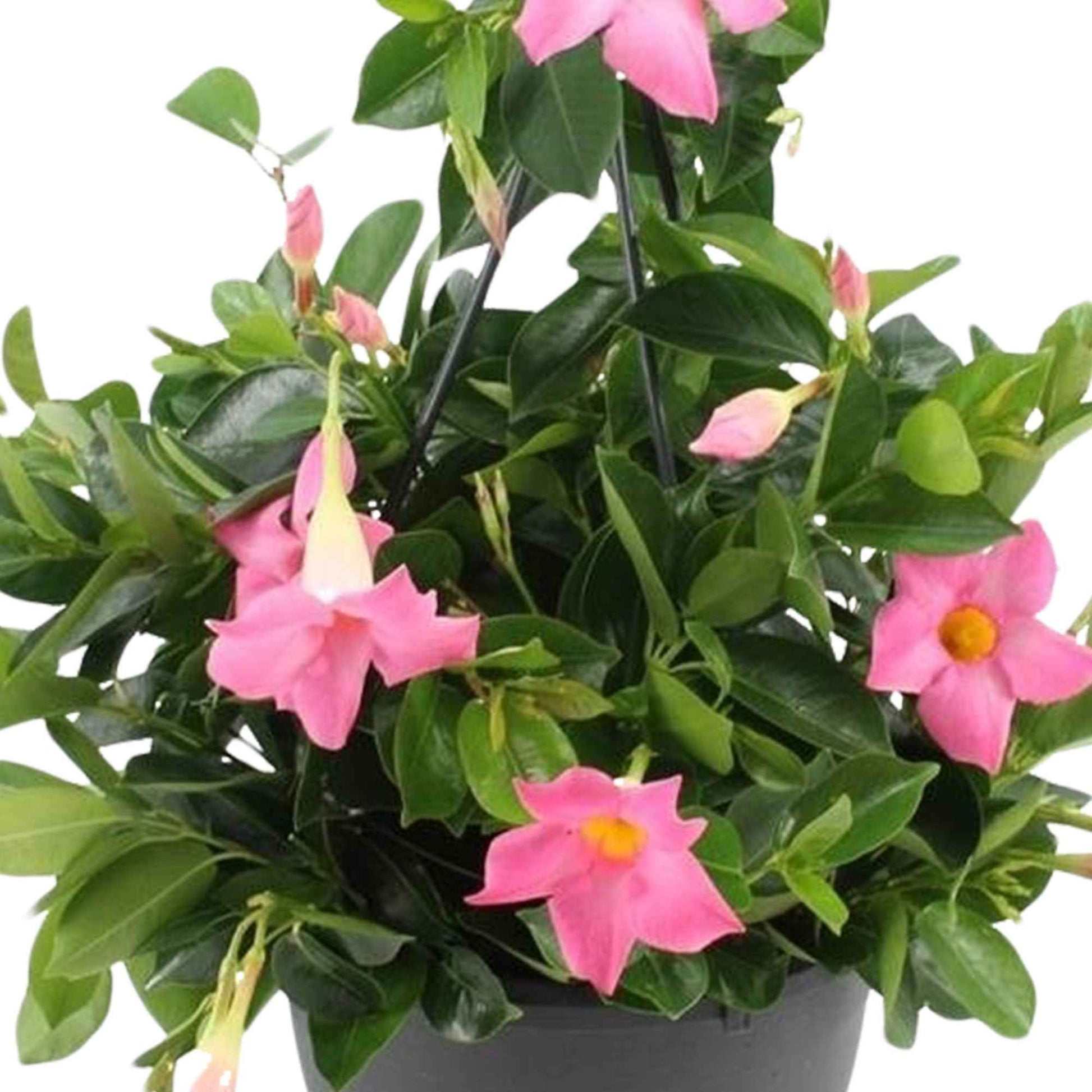 Dipladenia rosa - Dipladenia - Bakker