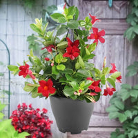 Dipladenia - Mandevilla - Dipladenia rot - Chilenischer Jasmin - Mandevilla laxa