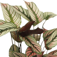Korbmarante 'White Star' - Calathea white star - Bakker