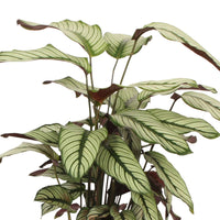 Calathea white star - Korbmarante 'White Star' - Calathea