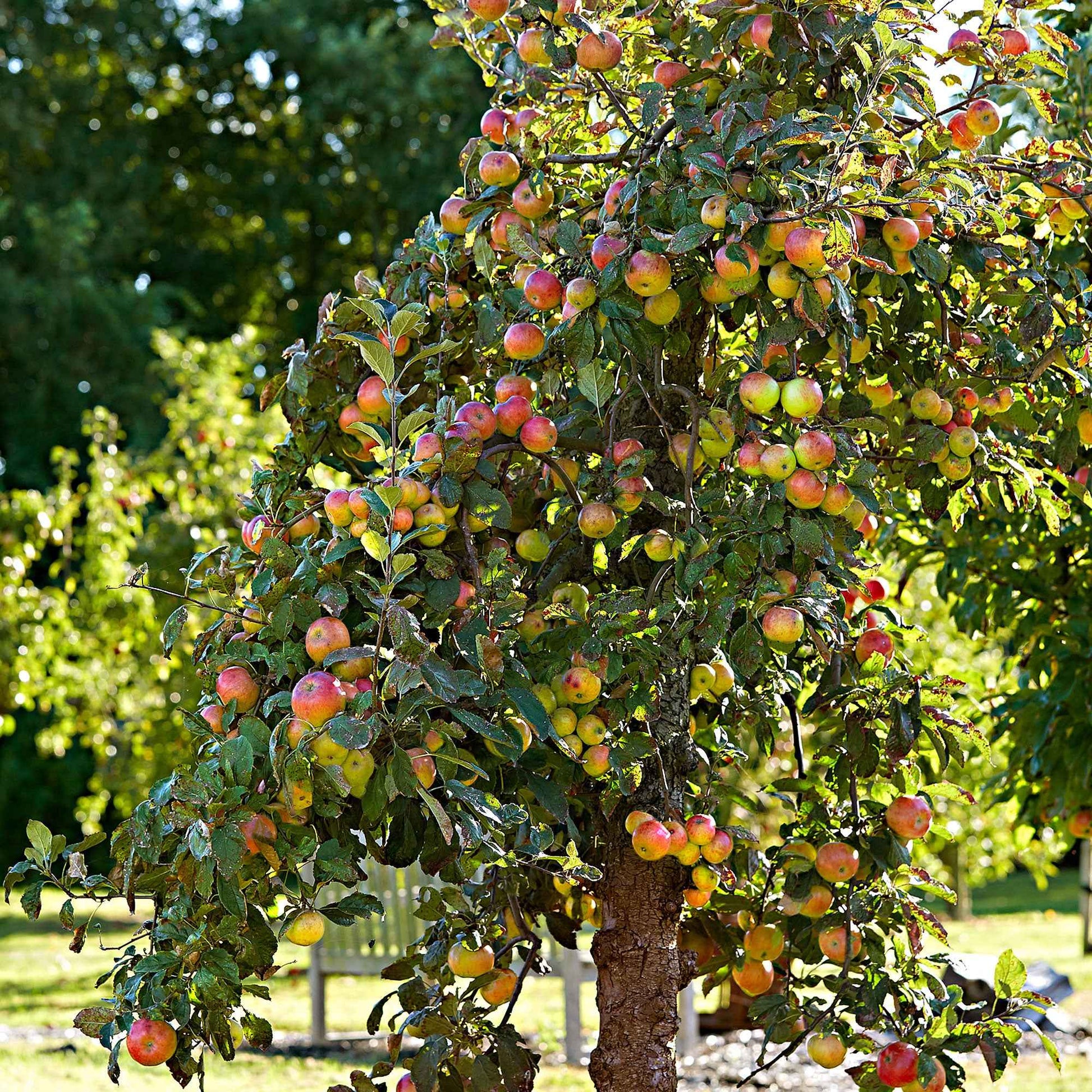 Apfel Elstar - Bakker