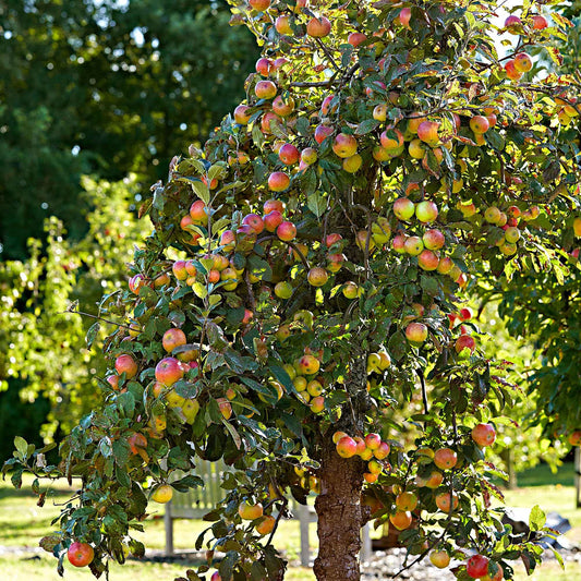 Apfel Elstar - Bakker