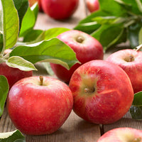 Apfel Elstar - Malus domestica Elstar - Bakker